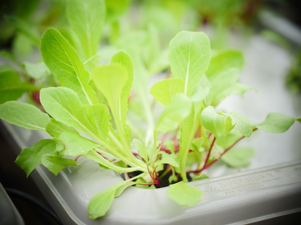 Microgreens