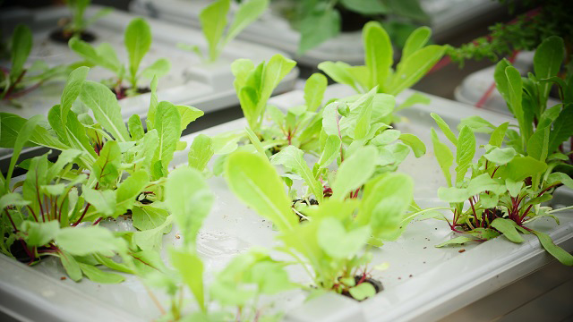 Microgreens