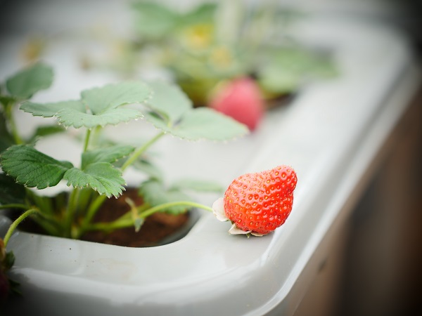 Strawberries