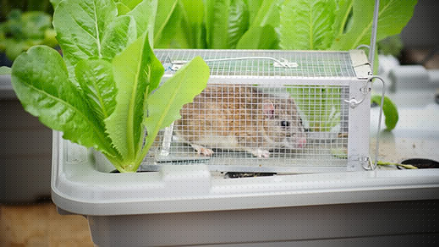 Giant Hydroponic Rat