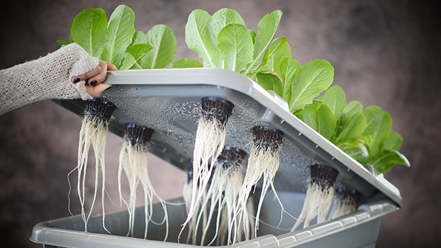 Mini-Farm Grow Box with lid open