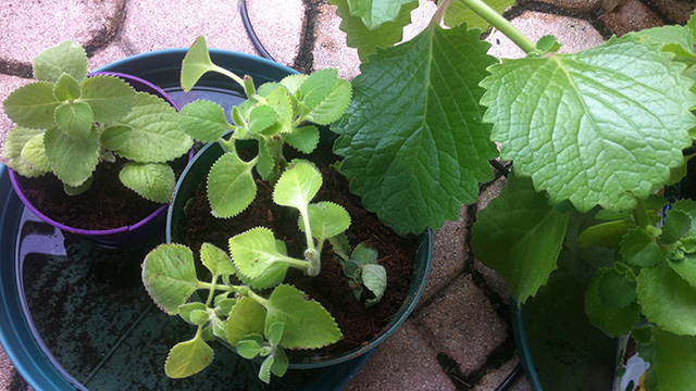 Oregano Cuttings