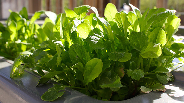 Lettuce and Baby Greens